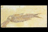 Fossil Fish (Knightia) - Wyoming #136773-1